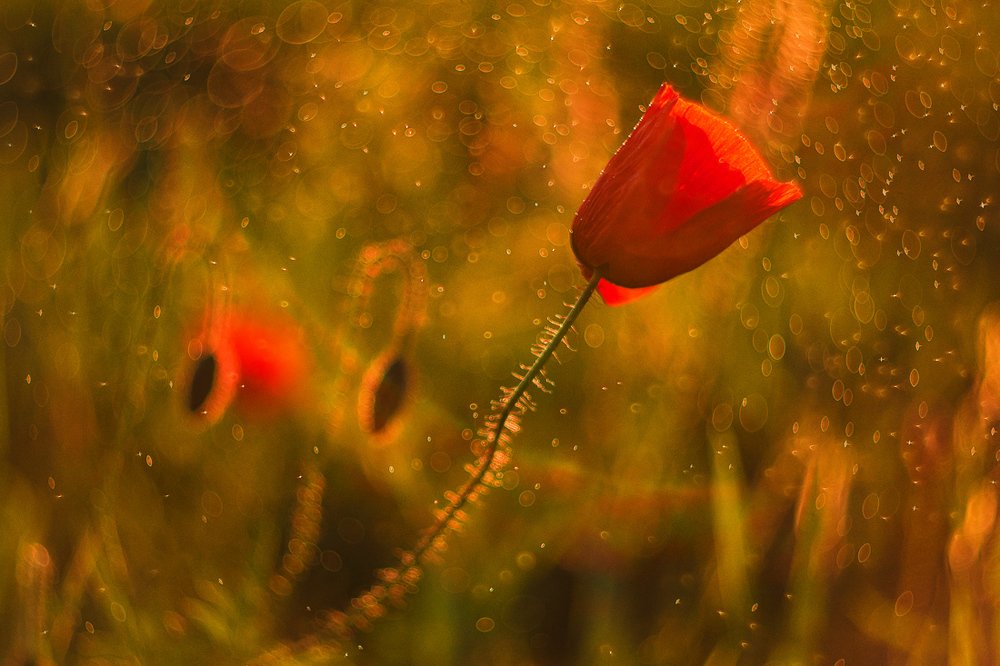 Photograph by Никанорова Ольга