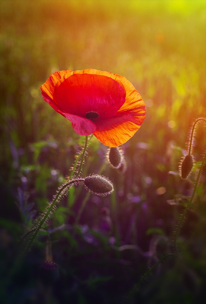 Photograph by Никанорова Ольга