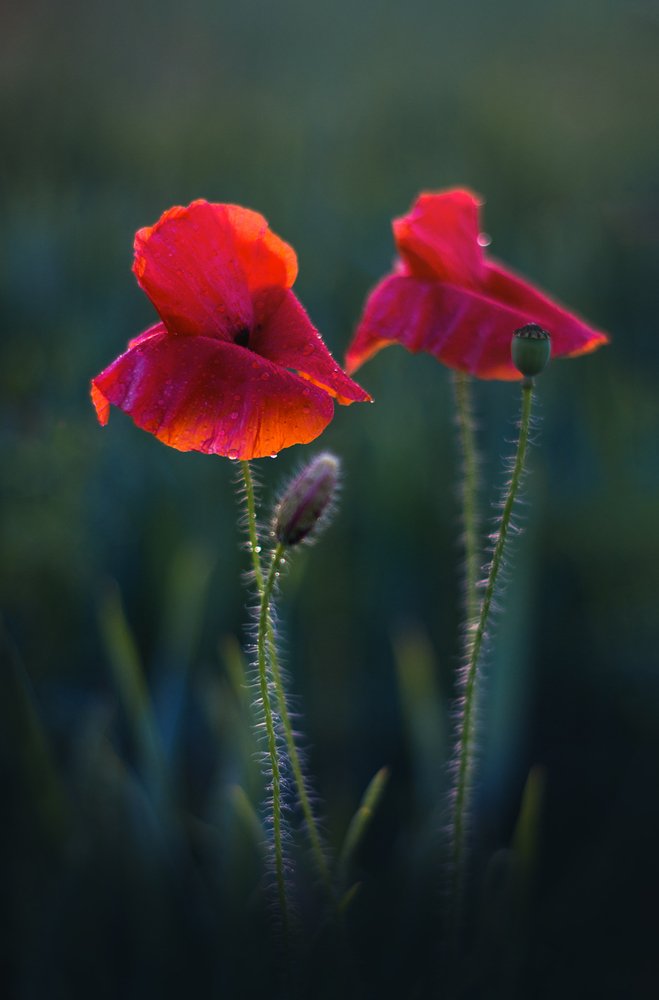 Photograph by Никанорова Ольга