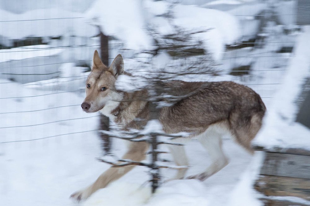 Волк в неволе