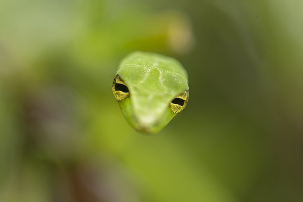 Photograph by Mahesh S