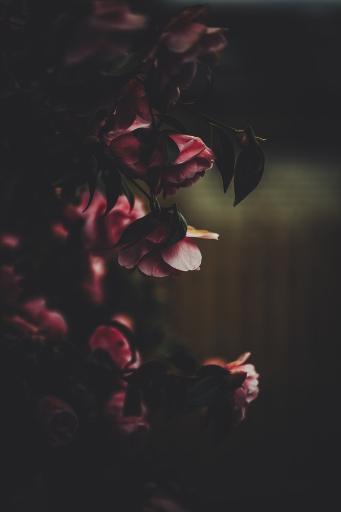 Photograph by Karam Alani
