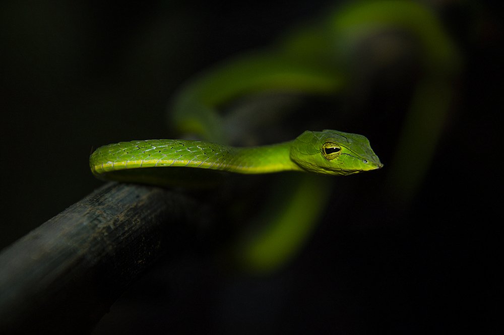 Photograph by Mahesh S