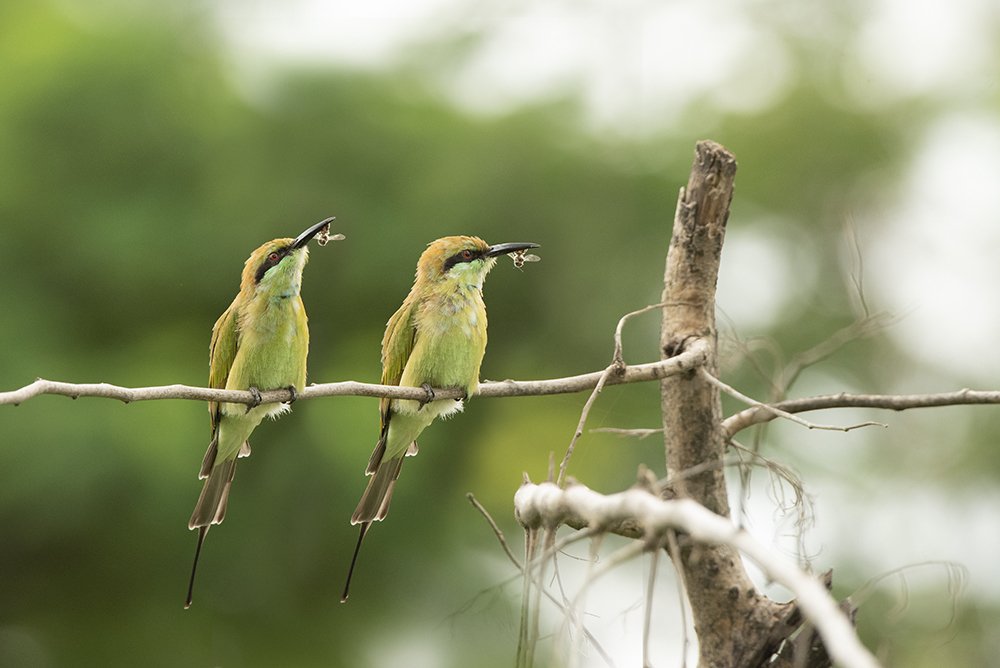 Photograph by Mahesh S