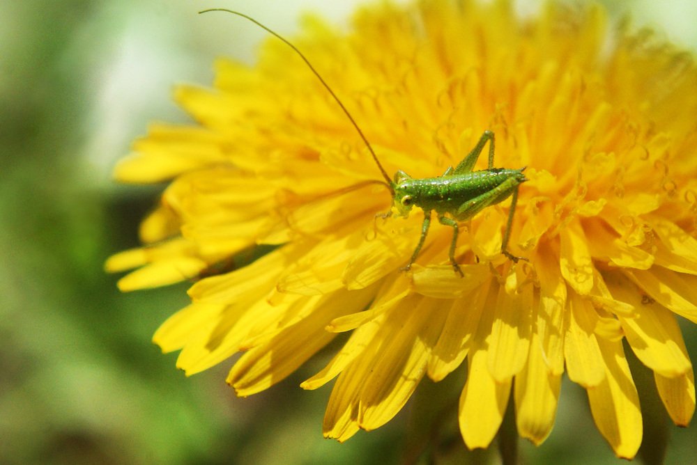 Photograph by Ольга Буракова