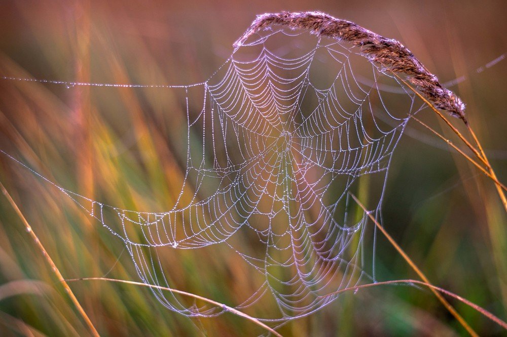 Photograph by mikhail goryachev