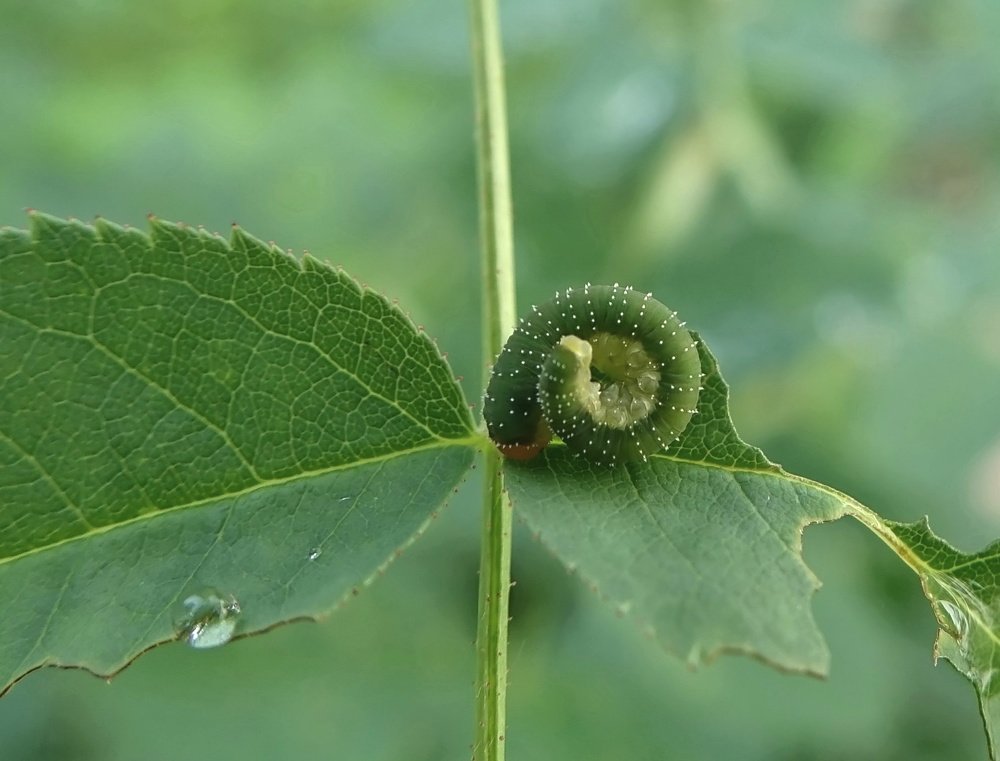 Зеленое на зеленом...