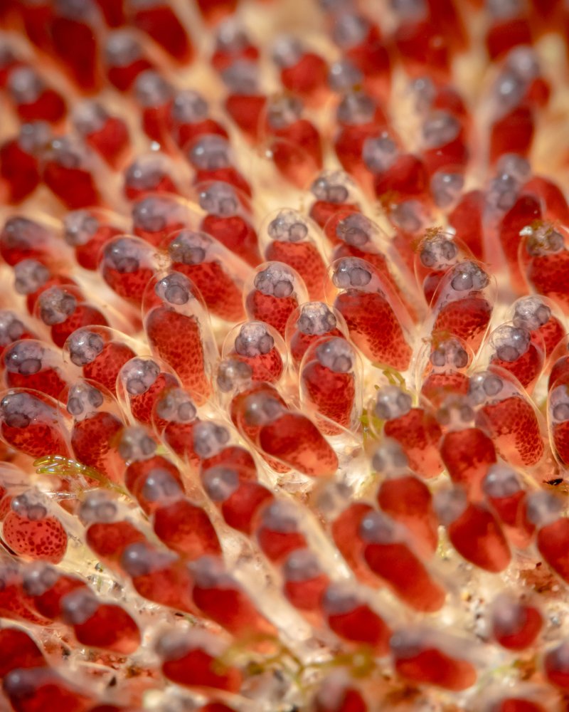 New C L O W N Generation