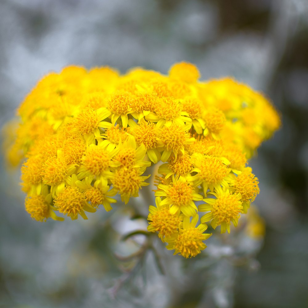 Photograph by Luigi Greco