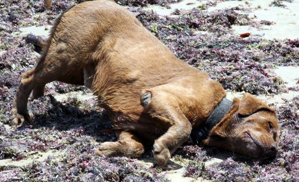 Photograph by ANTONIO LAFAIETE PAPAIANO