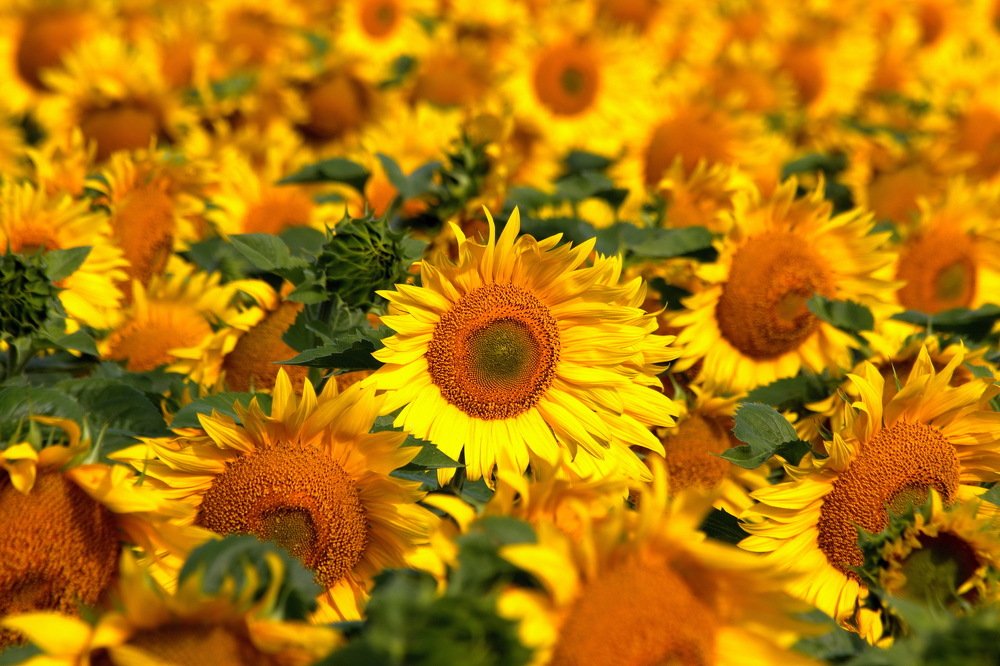 Фотография автора Александр Лукин