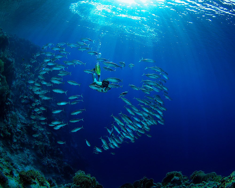 Сердце Океана