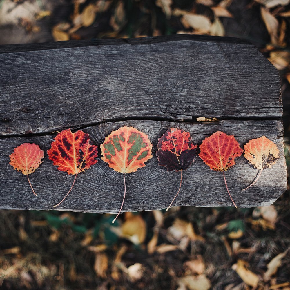 Фотография автора Анна Беляева
