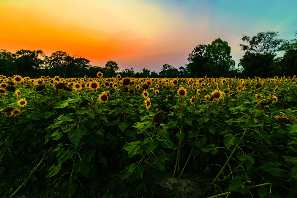Photograph by Vivek Gogoi