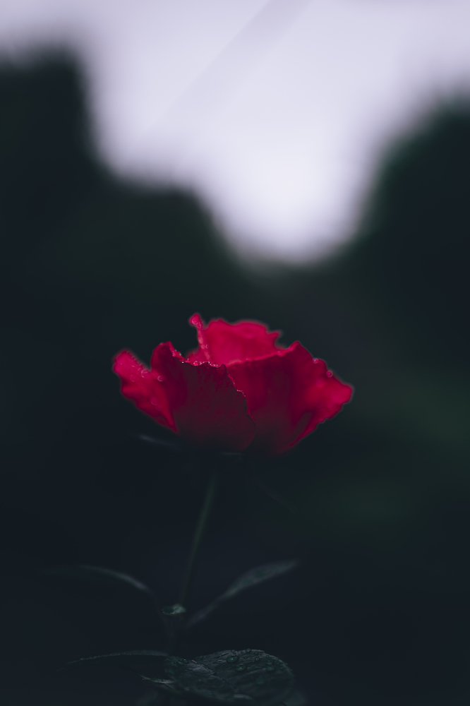 Photograph by Karam Alani
