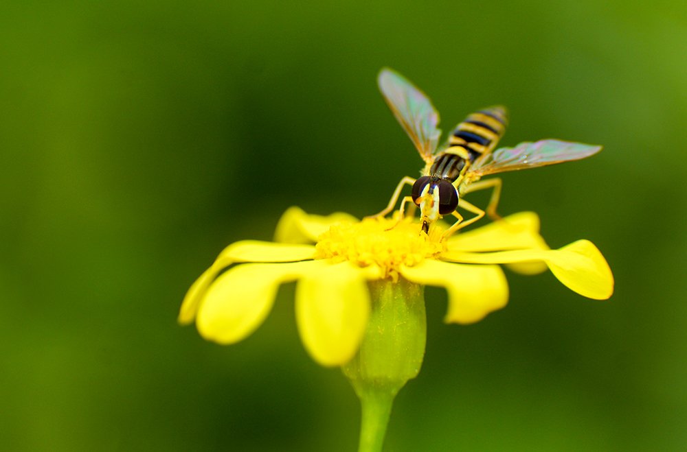 Photograph by  Shakhavan Osmani