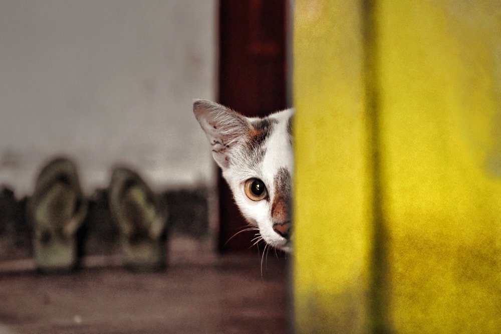 Photograph by Dhrubo Soumyak Saha