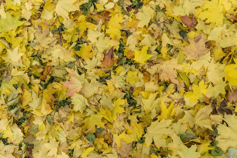 Опавший клён