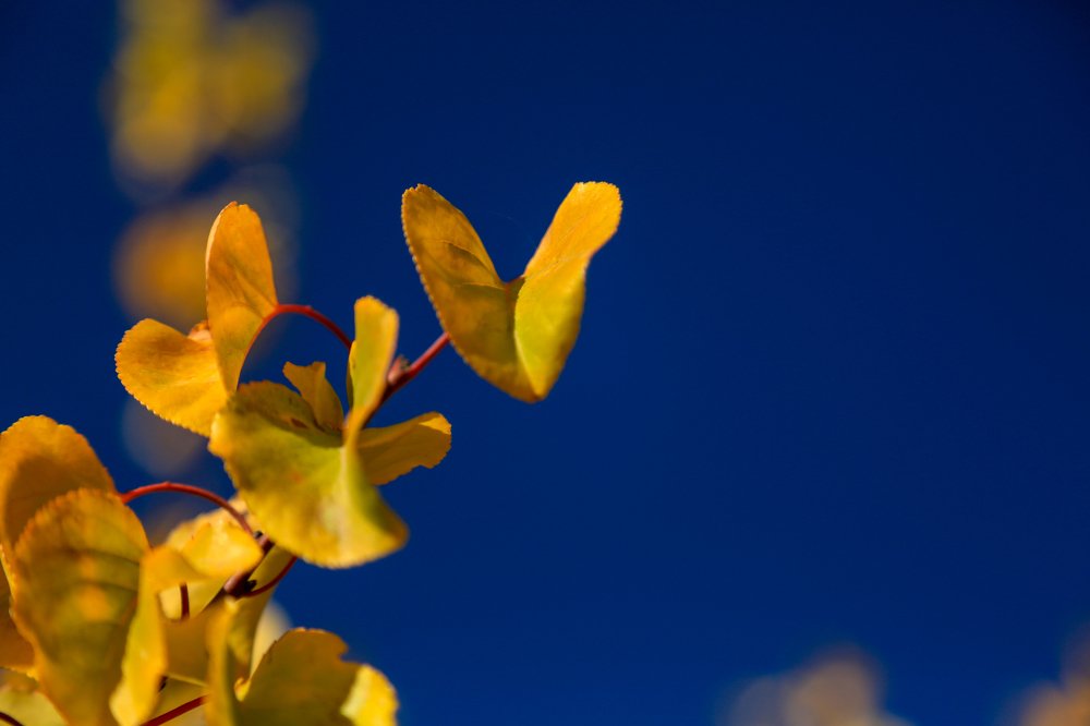 Photograph by Chia Hasankhali