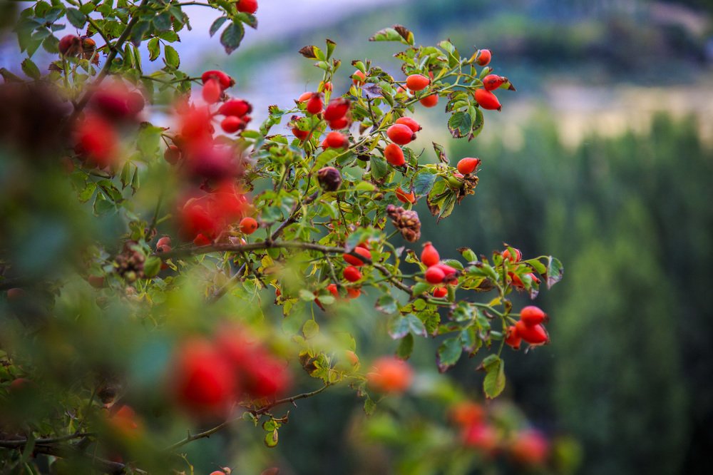 Photograph by Chia Hasankhali