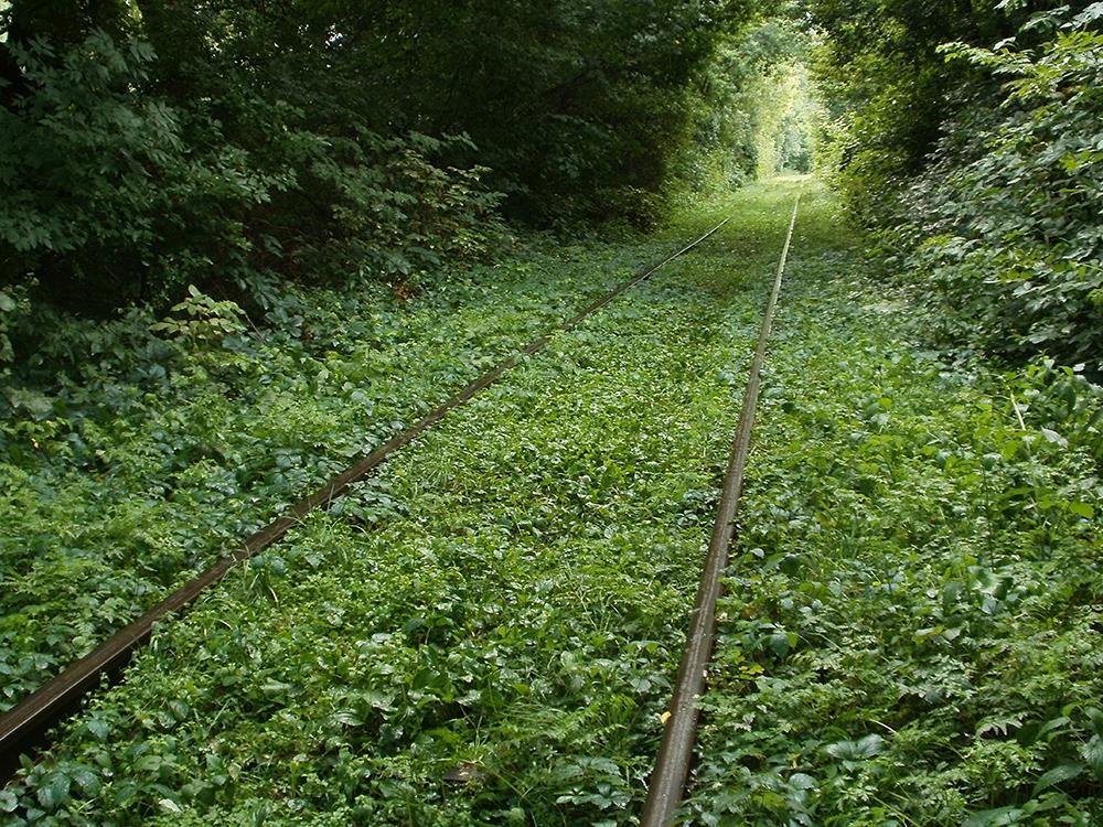 Забытая дорога