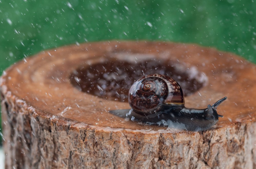 Фотография автора Кирилл Сизов