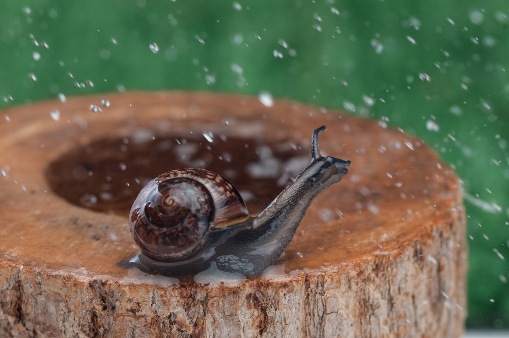 Фотография автора Кирилл Сизов