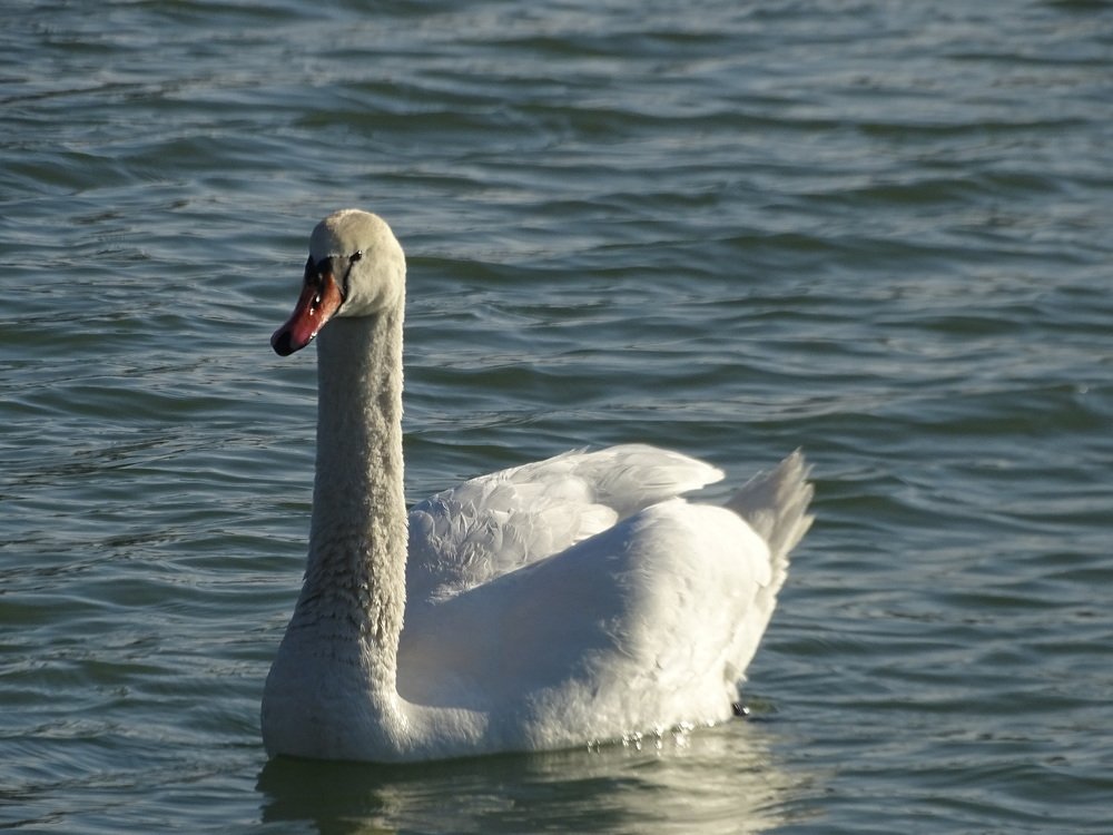 Фотография автора Remus Lucescu