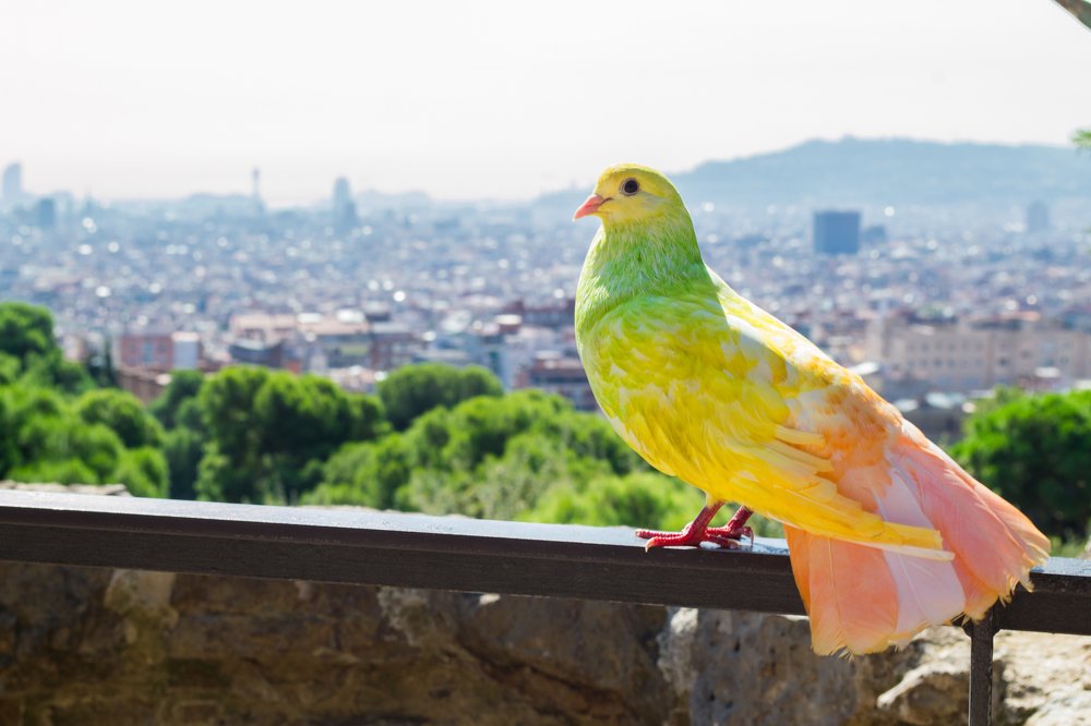 Фотография автора Fernando