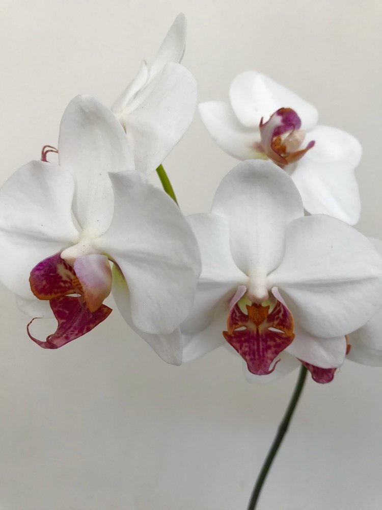 White orchid