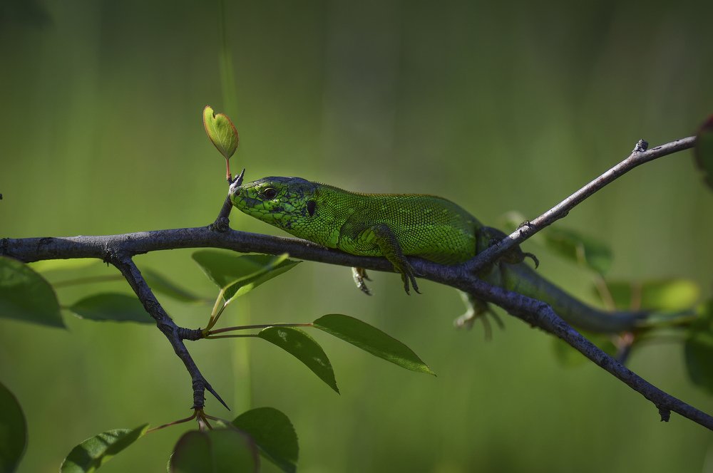 Фотография автора Билан Виктория