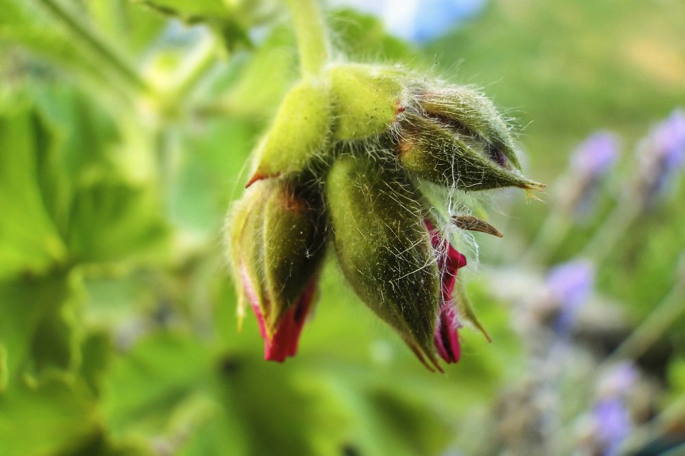 Photograph by Monica Macri