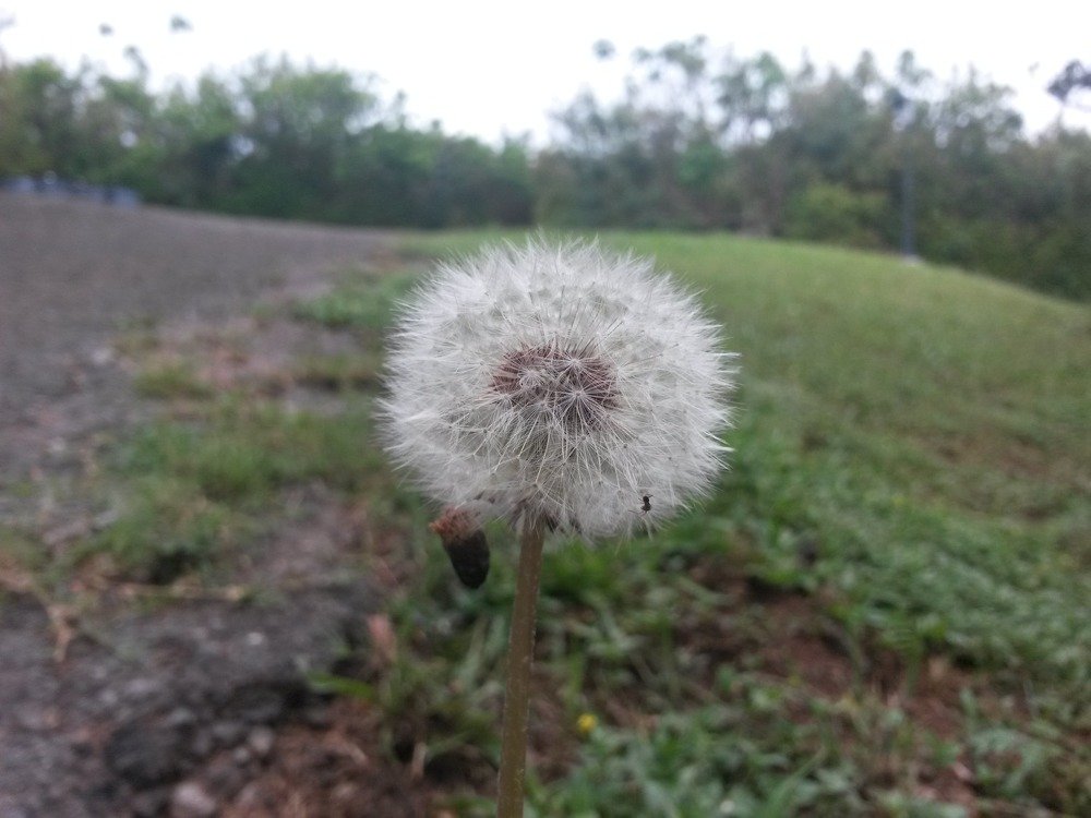 Wish