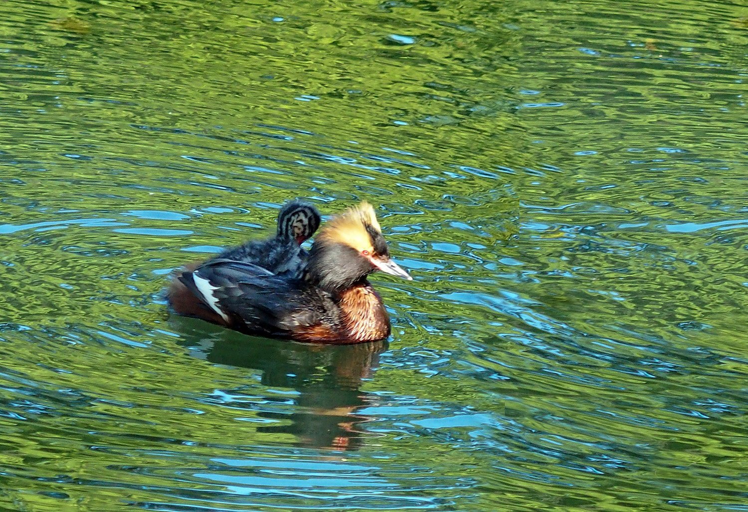 Большая поганка, или чомга (Podiceps cristatus)