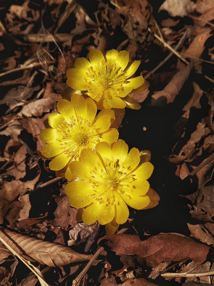 Отражатели солнца