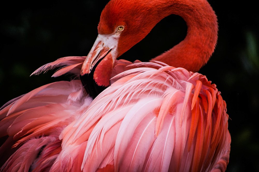 Flamingo