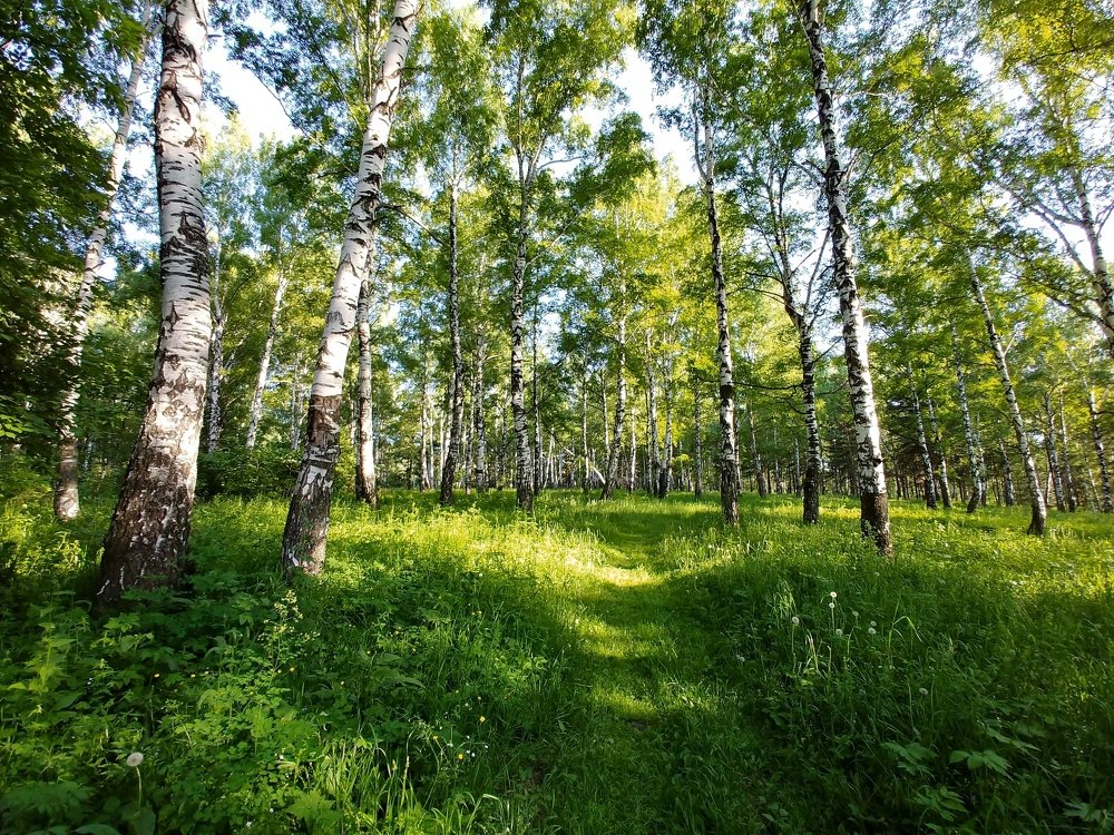 Очарование природы Сибири