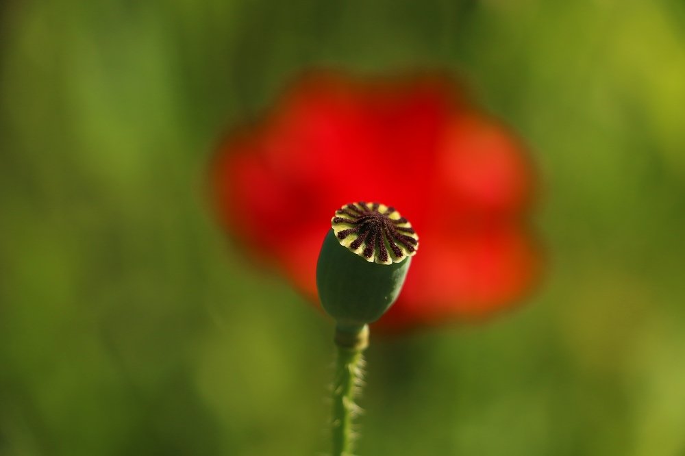 Photograph by Александр Шаварёв