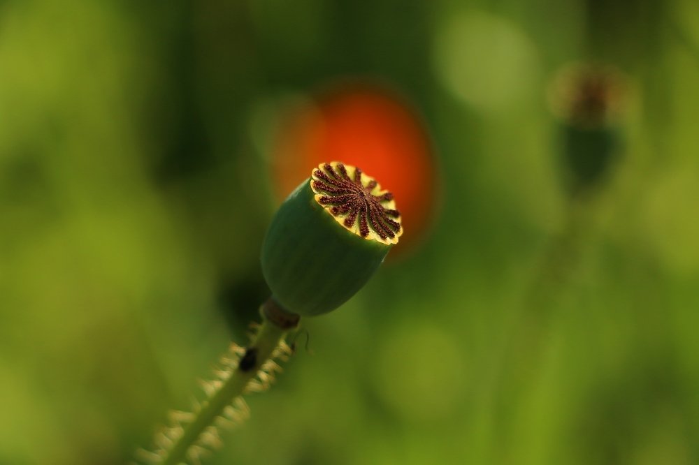 Photograph by Александр Шаварёв