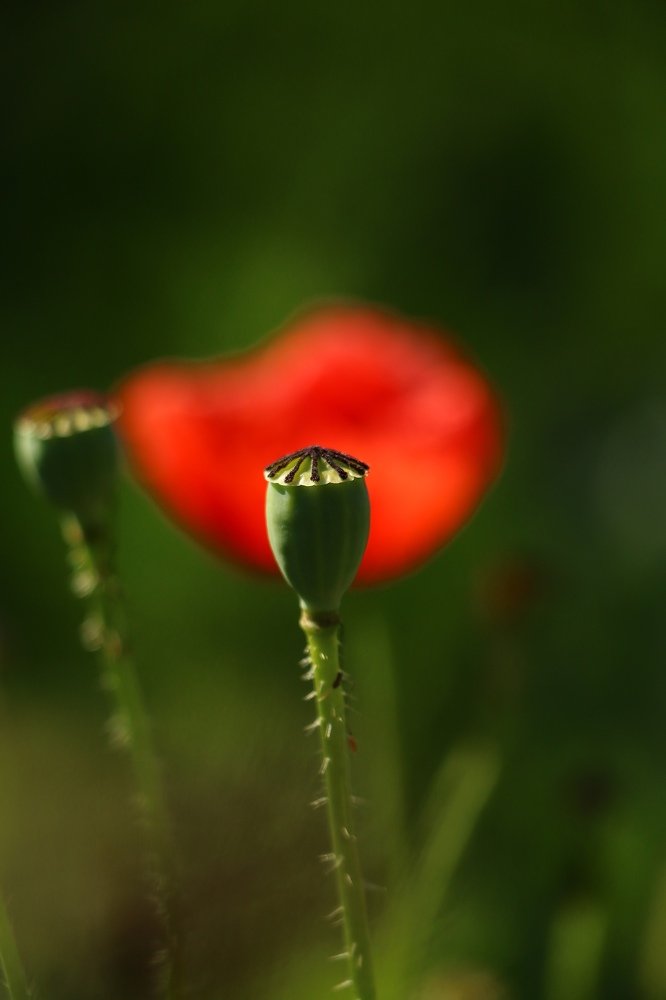 Photograph by Александр Шаварёв