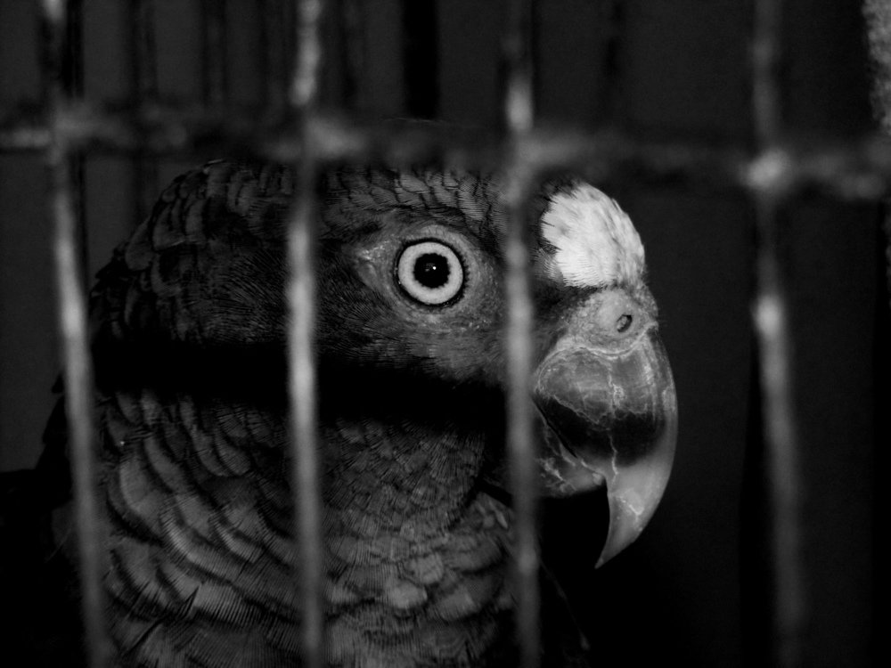 Bird eye