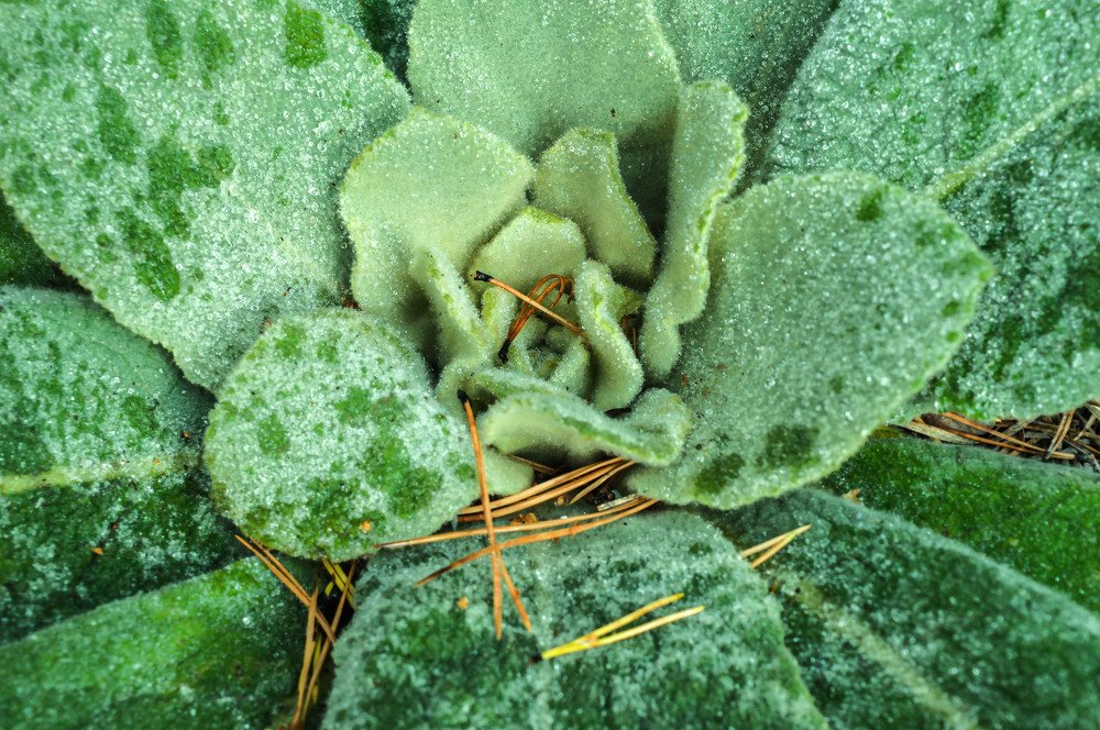 Лесная роза