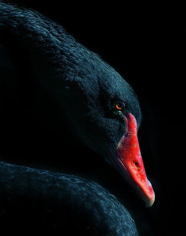 Photograph by Amin Ghaffarian