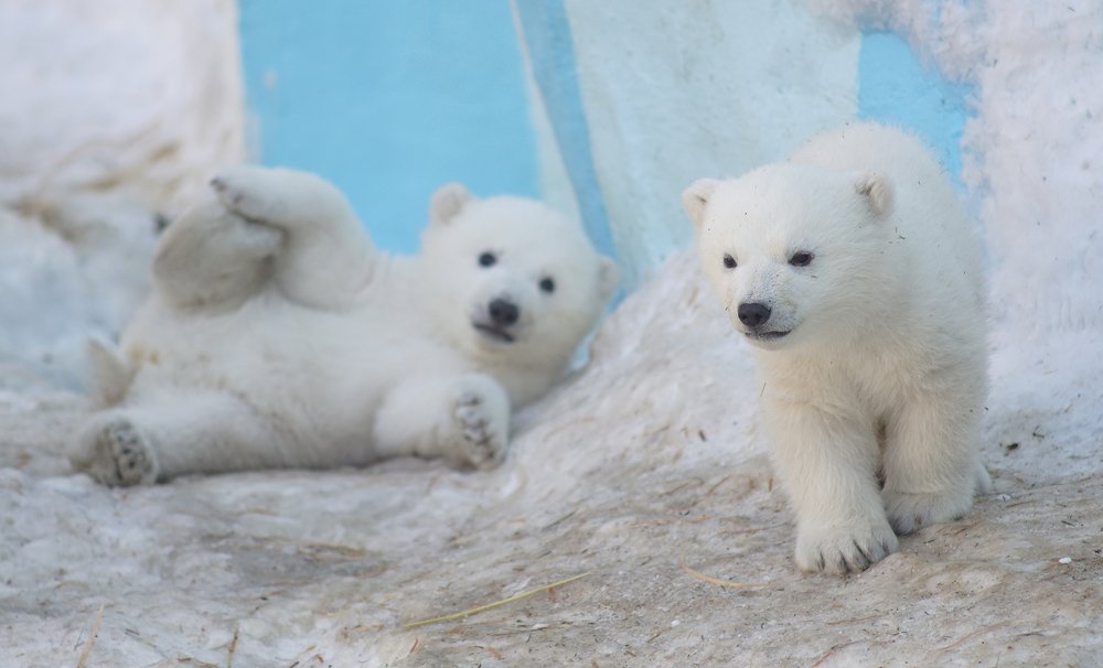 Photograph by Алексей Родак