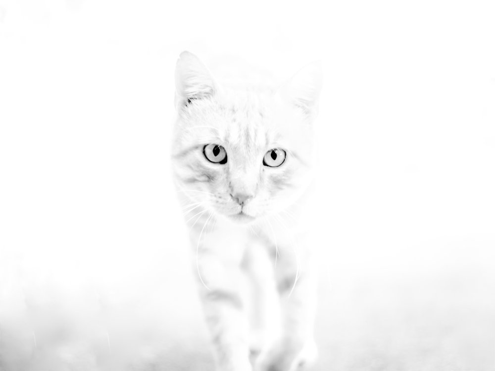 Photograph by Георгий Акопджанов