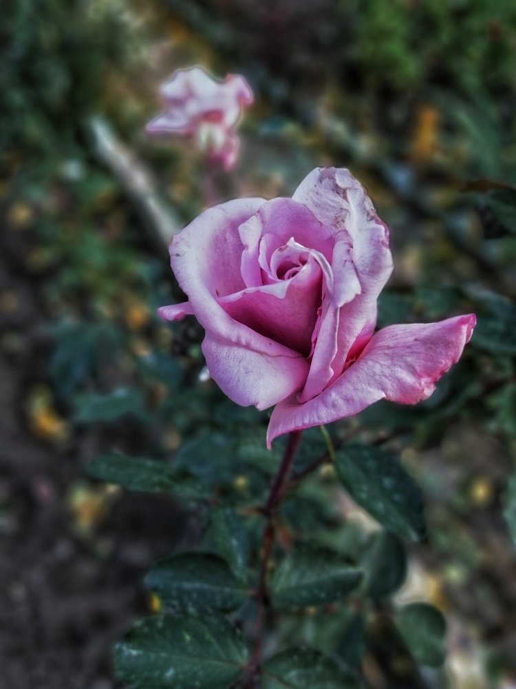 Photograph by Анна Елина