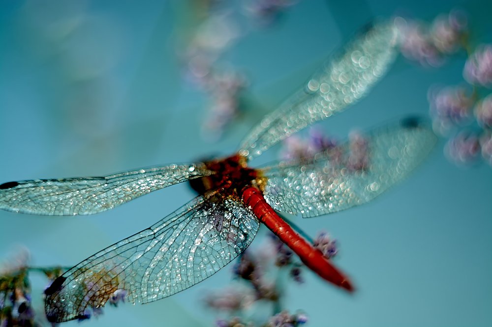 Photograph by Екатерина Бокова