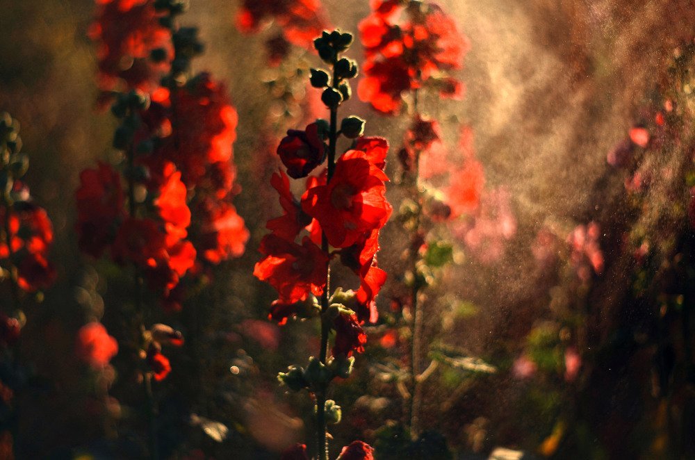 Под лучами закатного солнца