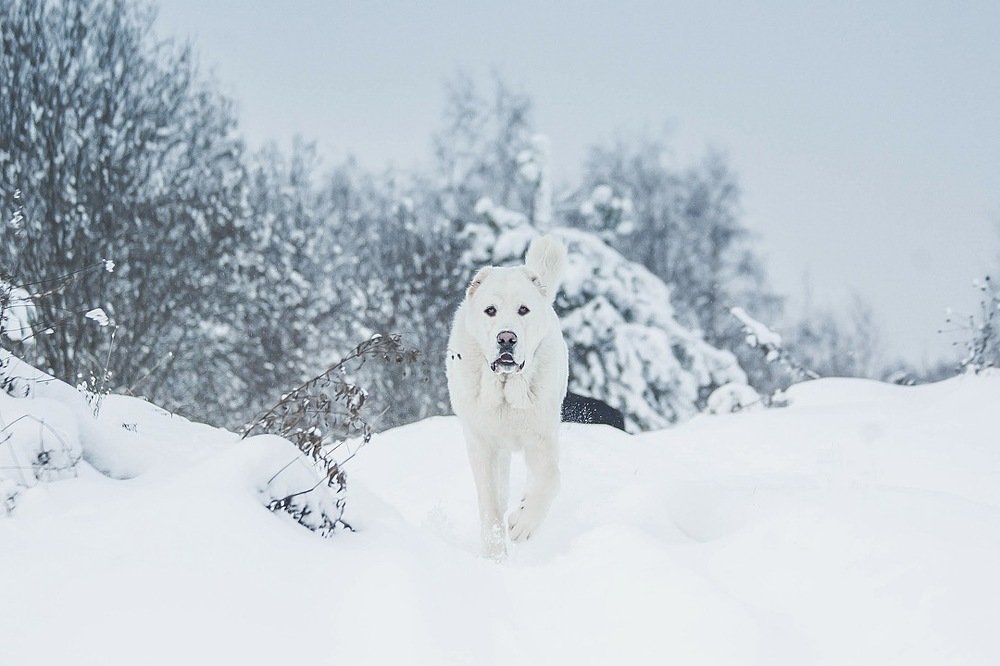 Photograph by Ольга Мурзина