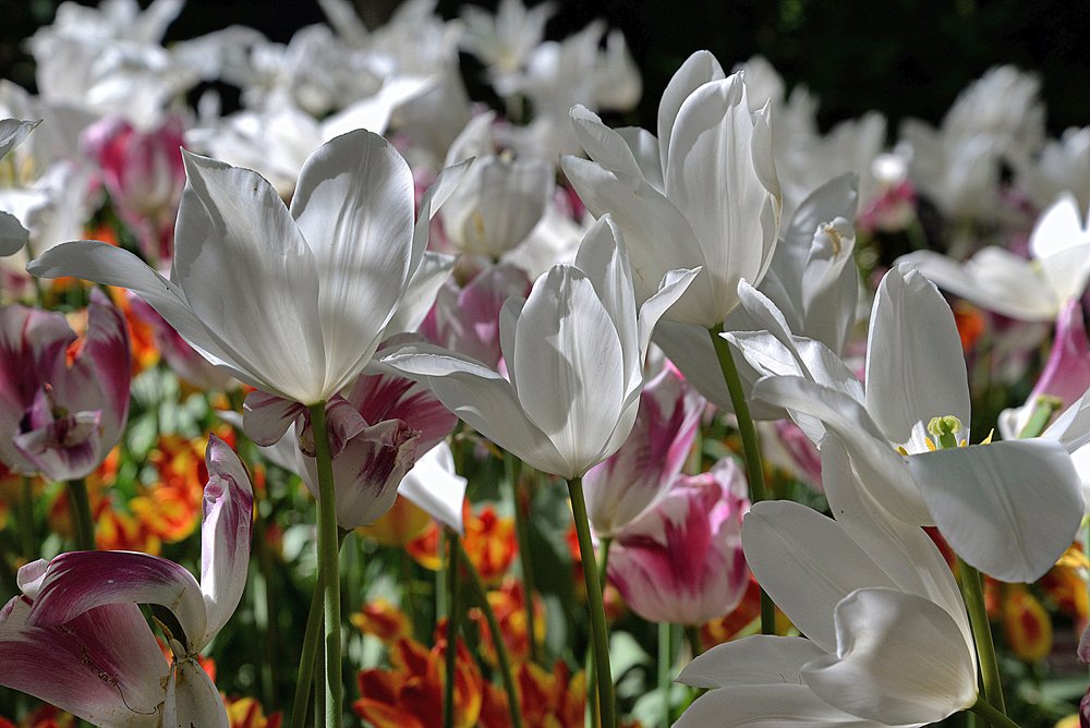 Photograph by julio cesar berisso